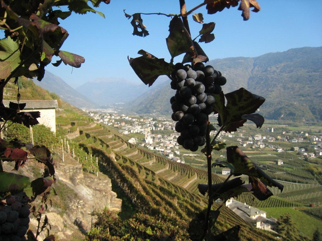 Altavilla Locanda E Tipica Trattoria Bianzone المظهر الخارجي الصورة